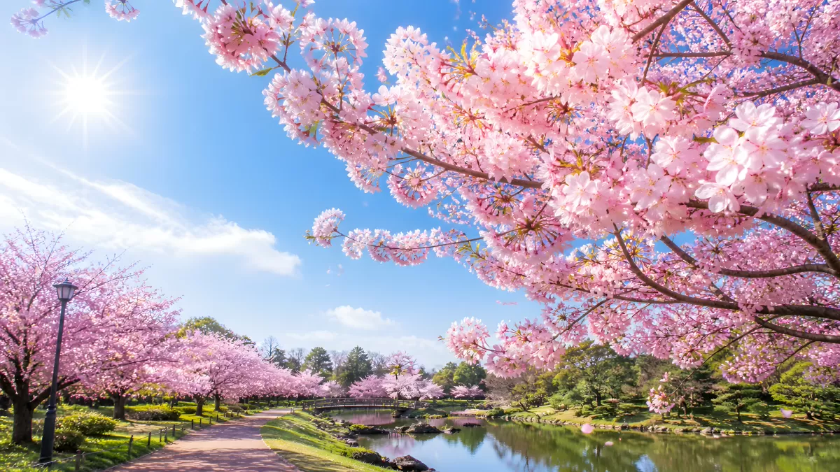 Kirschblüten im Frühling an einem Parkteich