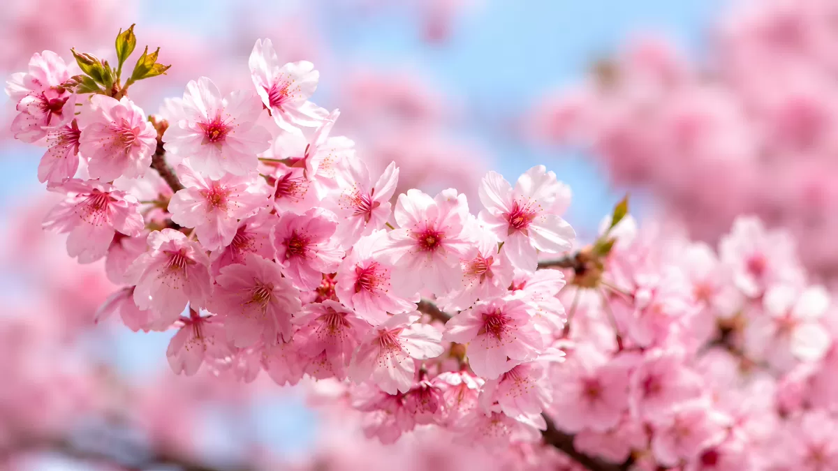 Kirschblüten in zartem Rosa vor blauem Himmel
