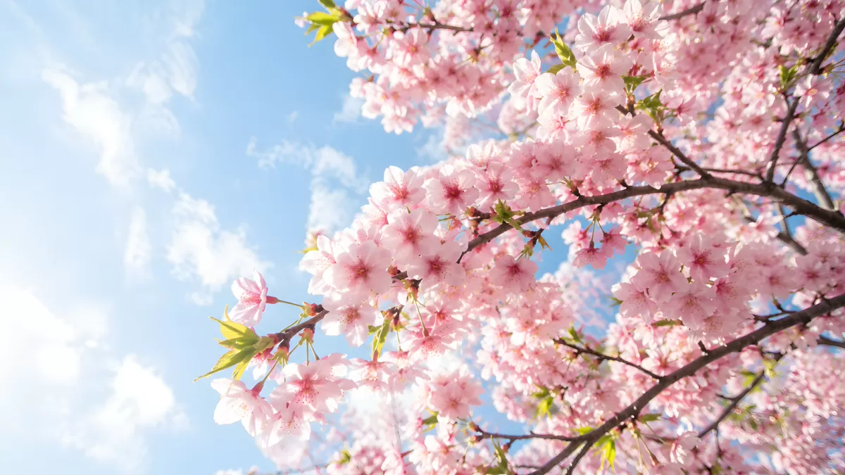 Kirschblüten vor blauem Himmel im Frühling