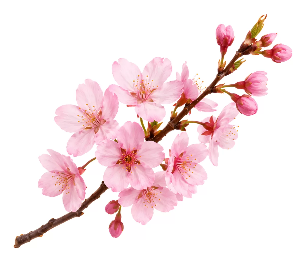 Kirschblütenzweig mit rosa Blüten und Knospen