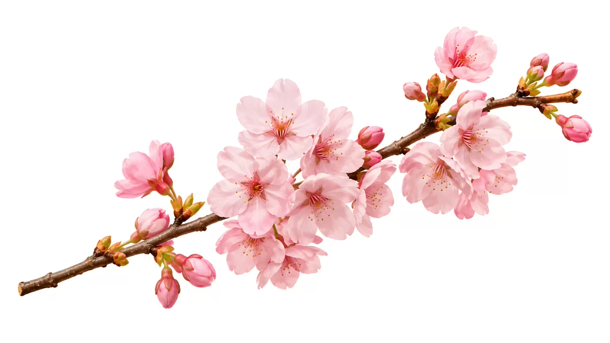 Kirschblütenzweig mit rosafarbenen Knospen
