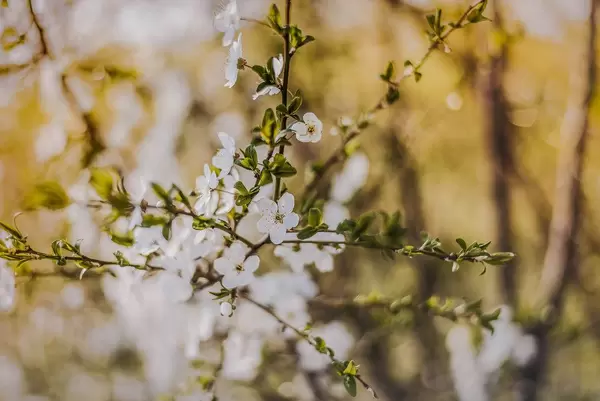 Kirschblüten im Frühling