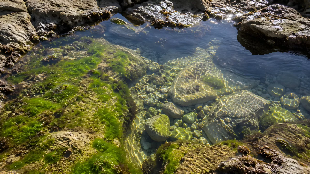 Klares Meerwasser über bemoosten Felsen im Gezeitenpool