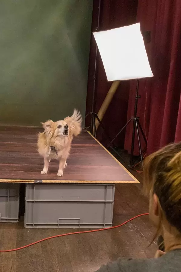 Kleiner Chihuahua bellt während des Fotoshootings vor der Fotografin am Set auf der Hundemesse 2019 in Köln