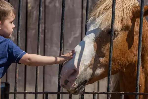Kleiner Junge streichelt ein Pferd im Zoo