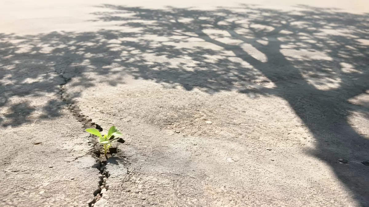 Kleiner Keimling wächst durch Asphalt-Riss im Schatten