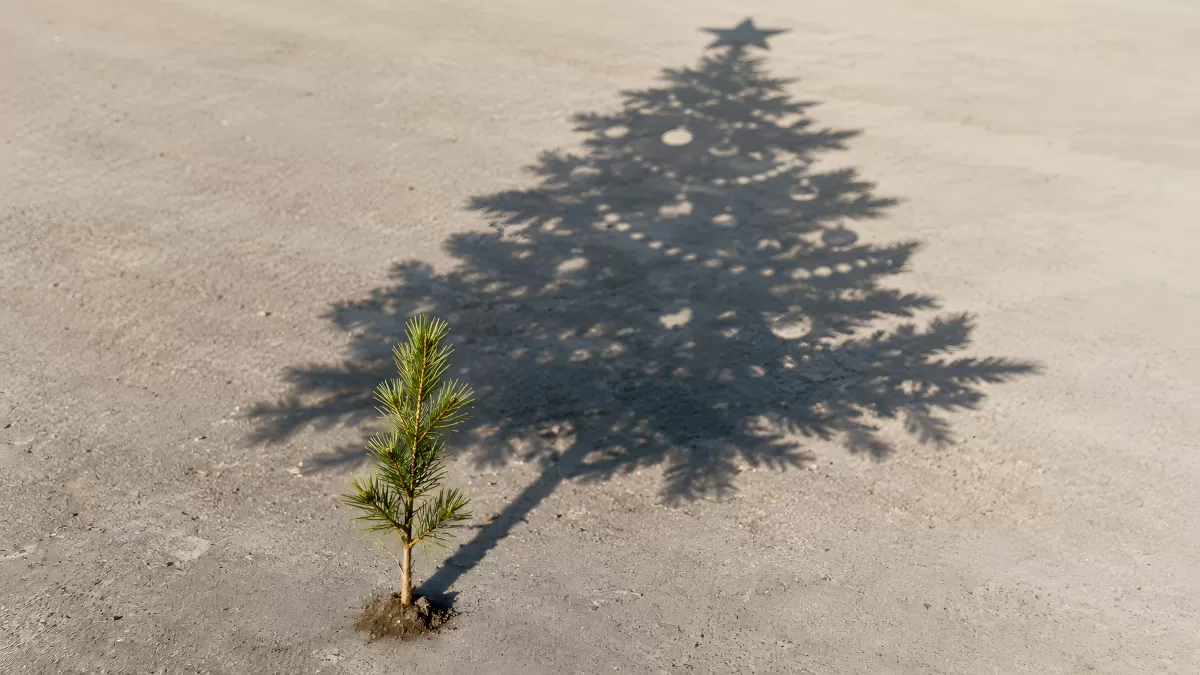 Kleiner Kiefernschössling wirft Schatten eines Weihnachtsbaums