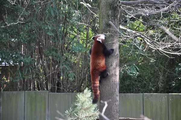 Kleiner Panda klettert auf einen Baum