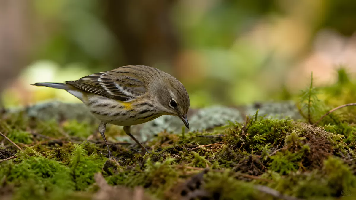 Kleiner Singvogel sucht Nahrung auf moosigem Waldboden