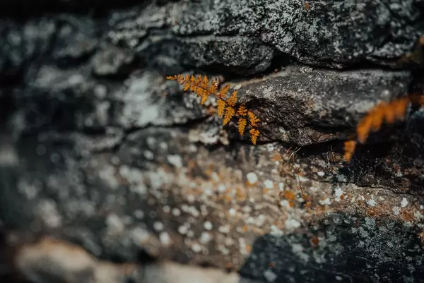 Kleines oranges Blatt wächst an einer Felswand eines Berges