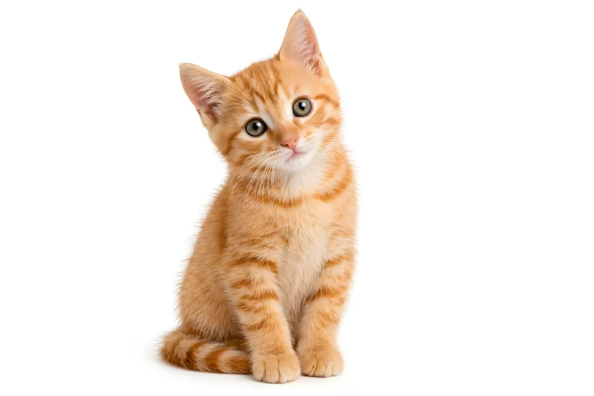 Kleines oranges Kätzchen sitzt vor weißem Hintergrund