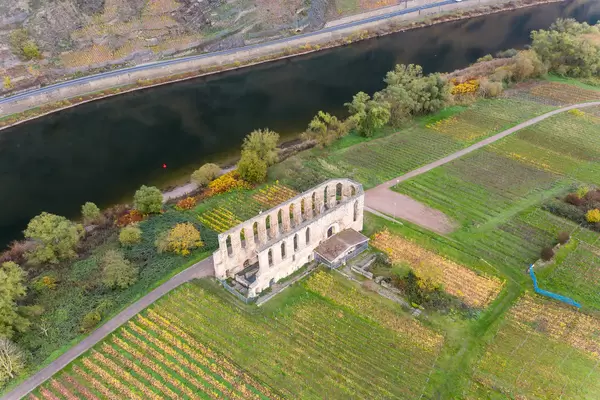 Klosterruine Stuben umgeben von Weinbau-Feldern an der Mosel aus der Luft fotografiert