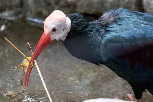 Klunkerkranich  / Wattled Crane