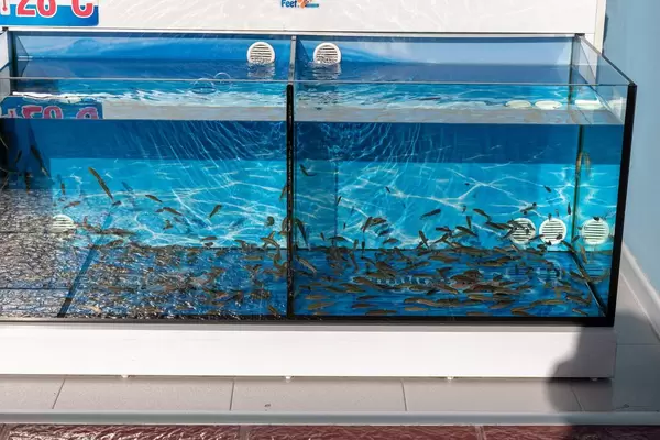 Knabberfische für Pediküre eines Fisch Spas in Aquarien