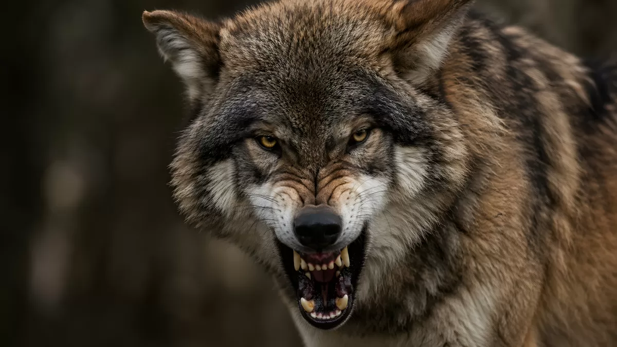 Knurrender Wolf mit gebleckten Zähnen im Nahaufnahme
