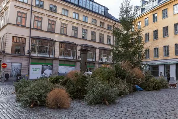 Knut: Weihnachtsbäume auf offener Straße entsorgen
