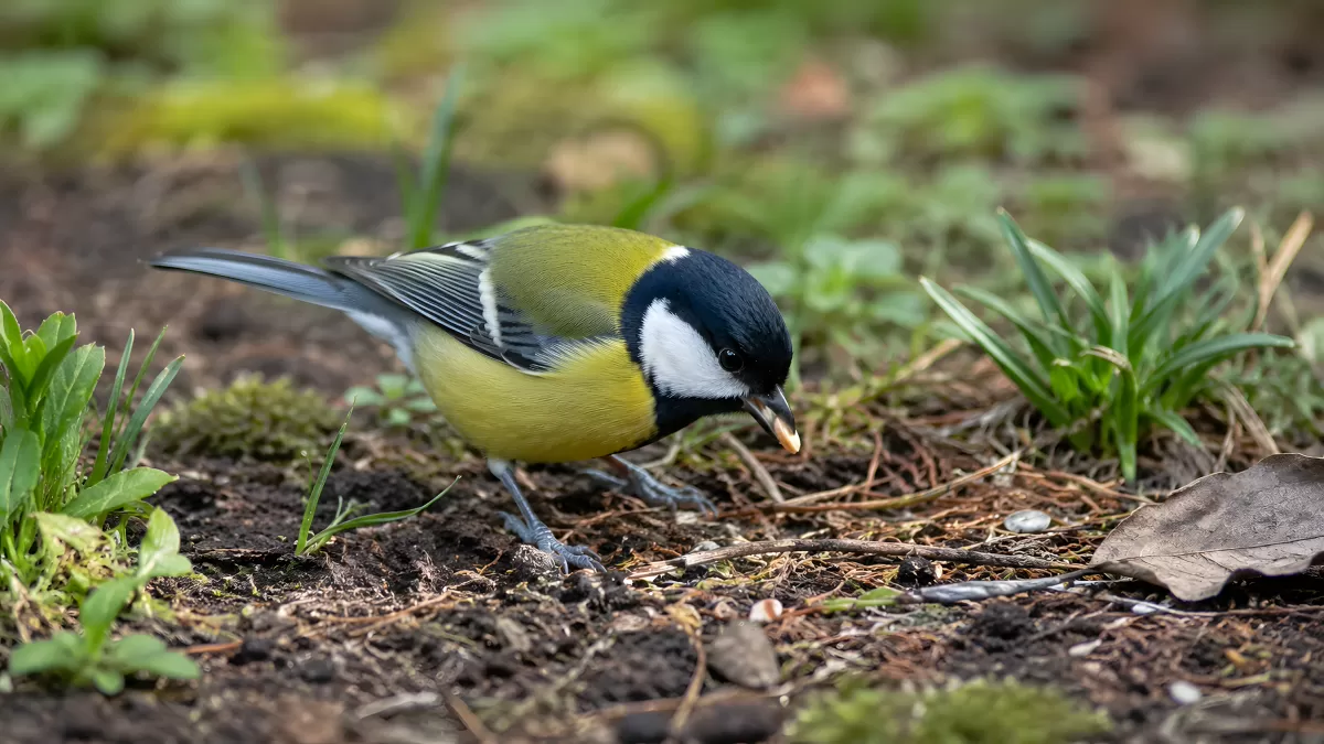Kohlmeise pickt Samen vom Waldboden auf