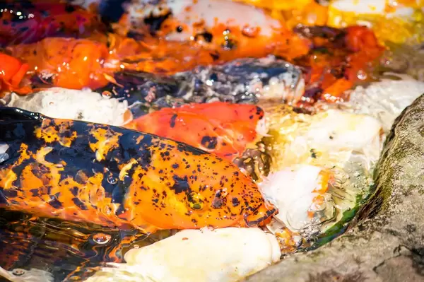 Koi-Fische greifen nach Nahrung