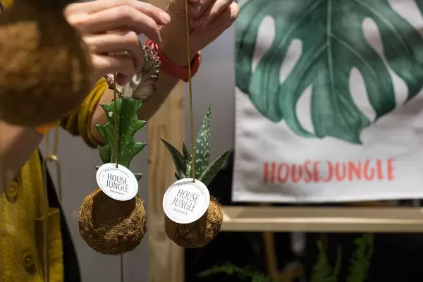 Kokedama / Pflanzenbommel von House Jungle