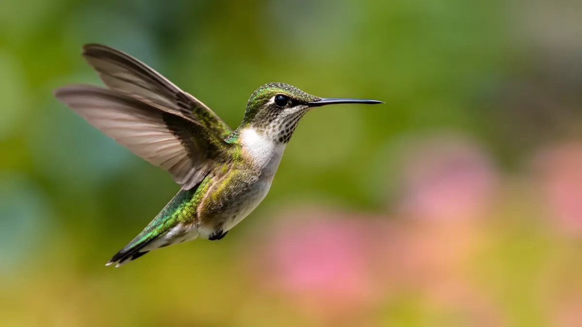 Kolibri schwebt im Flug vor grünem Hintergrund