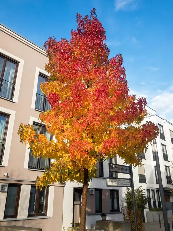 Kölner Wohngebäude hinter herbstfarbenen Ahornbaum und unter blauem Himmel