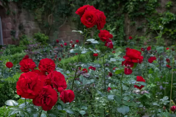 Konrad-Adenauer-Rose