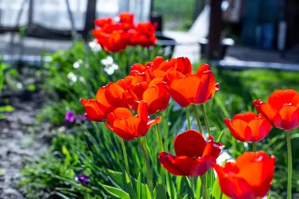 Konzeptbild zum Thema Frühling zeigt rote Tulpen, blühend in einer Reihe, mit Licht-Schatten-Spiel