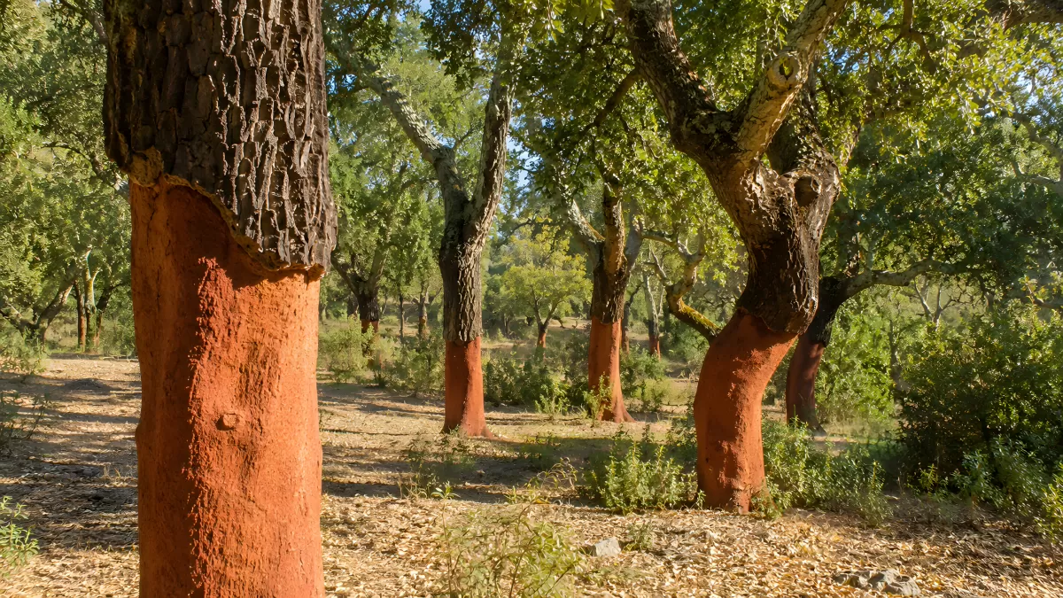 Korkeichen nach der Ernte im portugiesischen Wald