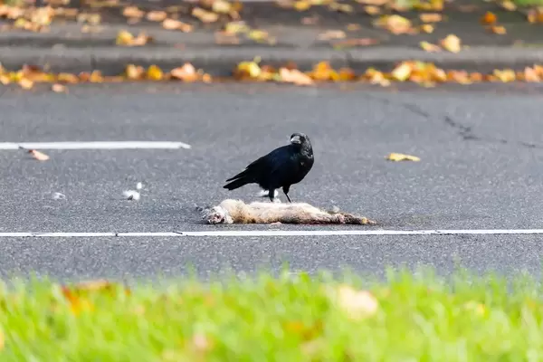 Krähe isst überfahrenen Hasen
