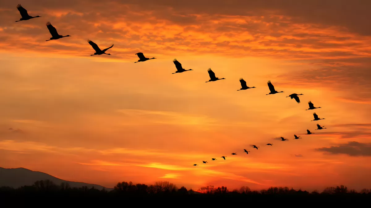 Kraniche im V-Formation beim Sonnenuntergang