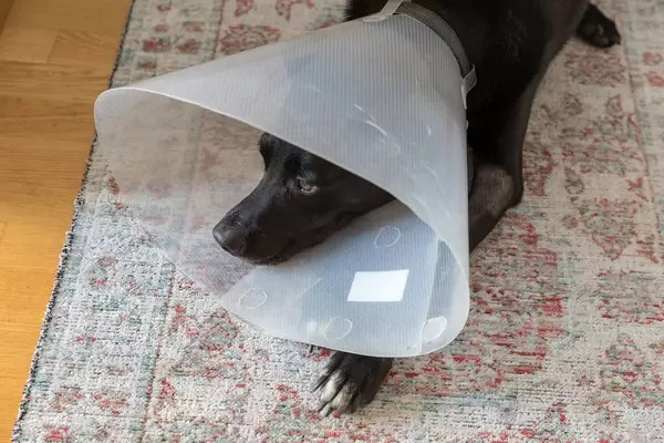 Kranker schwarzer Labrador-Hund trägt einen Schutzkragen als Leckschutz