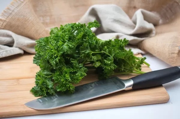 Krause Petersilie mit einem Santoku-Küchenmesser auf Schneidebrett mit Tuch im Hintergrund