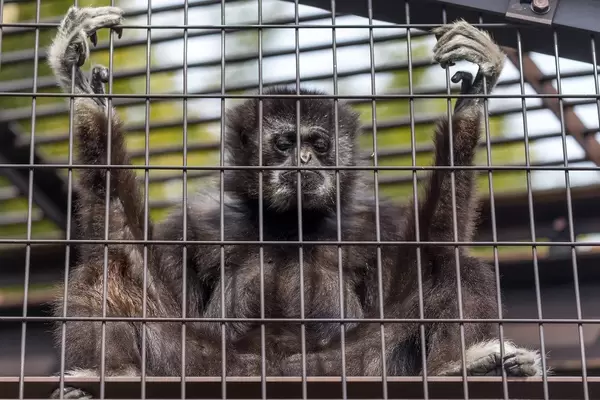 Krefeld/Zoo: Silvester 2019 / 2020 Tragödie: Affenhaus brennt ab. Viele Tiere tot