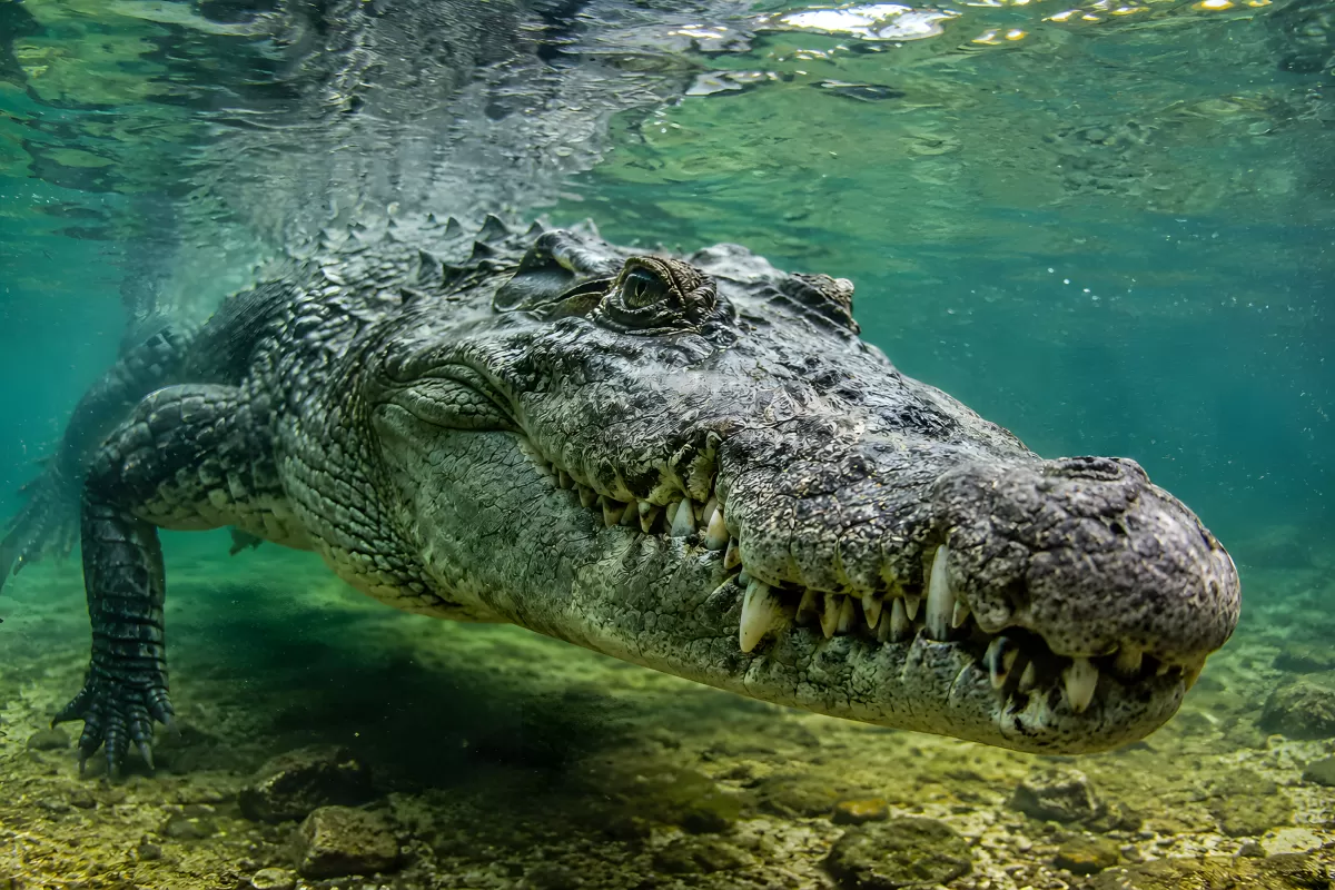 Krokodil unter Wasser mit geöffnetem Maul