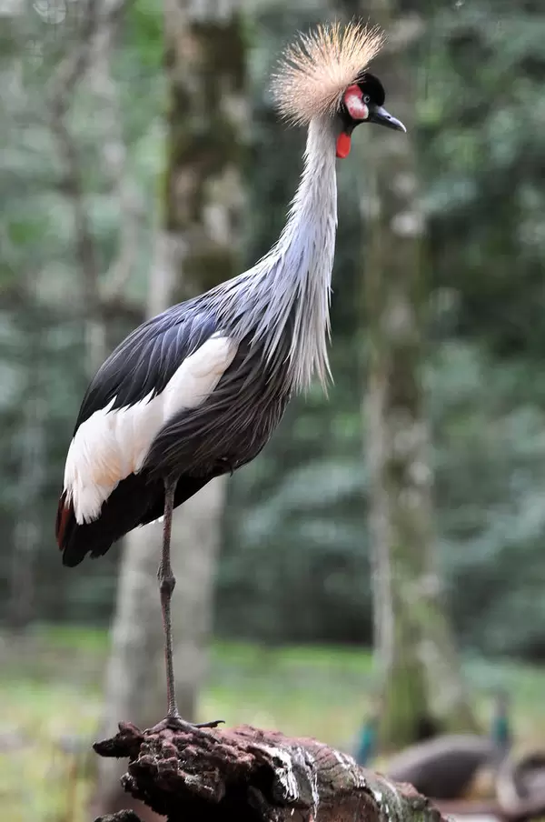 Kronenkranich im Vogelpark Parque das Aves