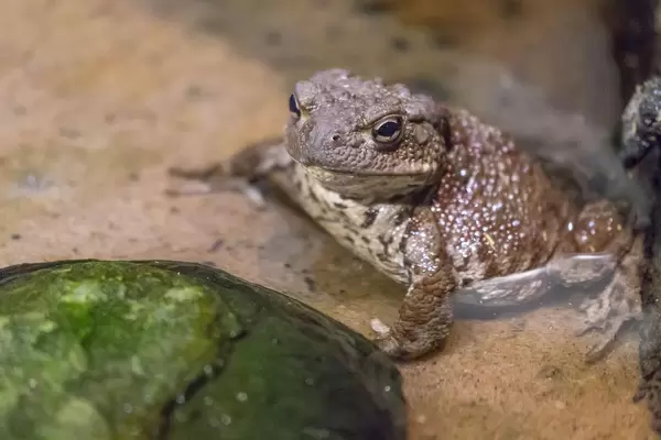 Einheimische Unke - Krötenart mit seltenen Farbmustern