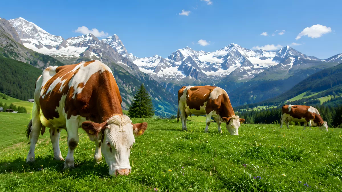 Kühe grasen auf Alpenwiese vor schneebedeckten Gipfeln