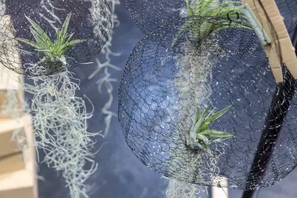 Kugeln aus Metallnetz mit ersten Pflanzen für Air Planting – Pflanzen die an der Luft wachsen