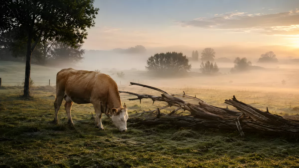 Kuh grast im Morgennebel auf herbstlicher Weide