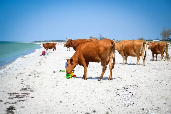 Kühe am Strand