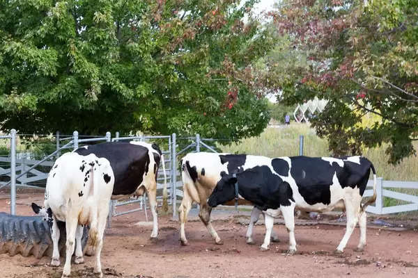 Kühe im Lincoln Park Zoo (Farm Zoo) in Chicago