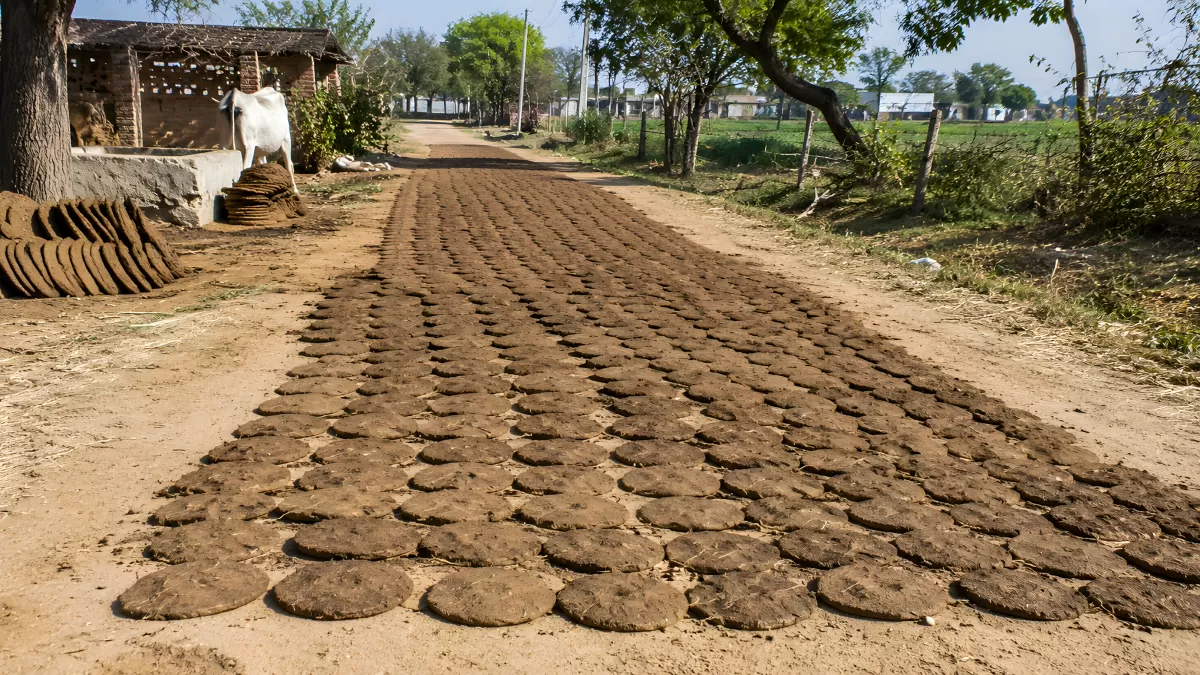 Kuhfladen trocknen auf einem Dorfweg in Indien