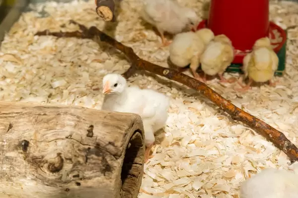 Küken im Lincoln Park Zoo (Farm Zoo) in Chicago