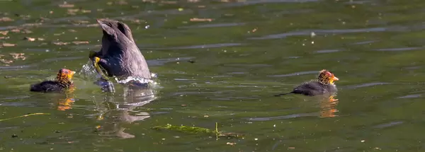 Küken mit tauchender Entenmutter an Lindenthaler Kanäle