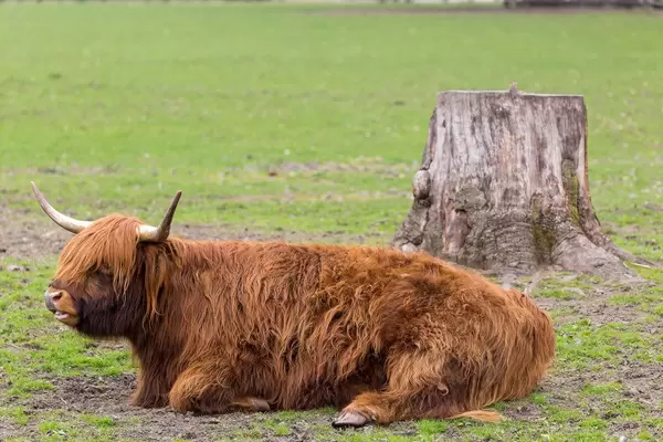 Kyloe-Rind im Lindenthaler Tierpark