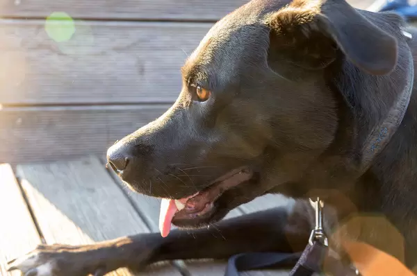 Labrador in Sonne