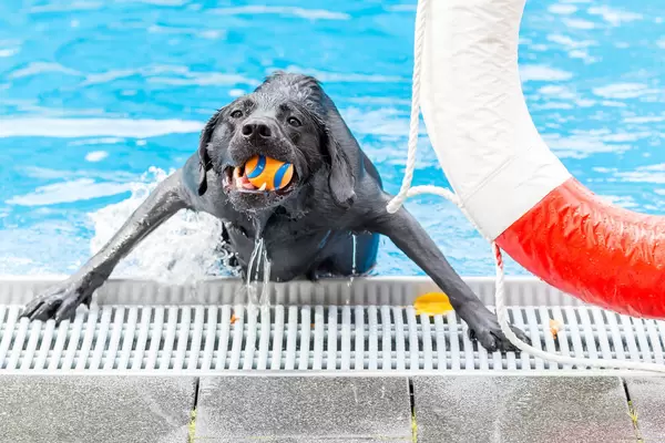 Labrador mit Hundespielzeug