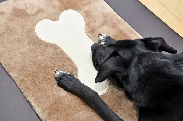 Labrador-Mix auf Hundekissen