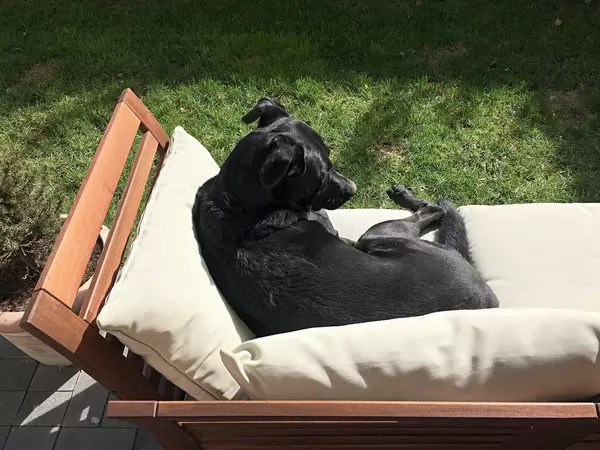 Labrador sonnt sich auf einer Bank