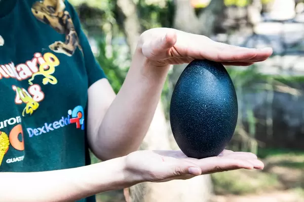 Lady holding an emu's egg